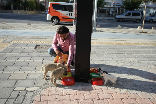 Malatya'da sokak hayvanlarına müşteri bahşişleriyle mama alınıyor